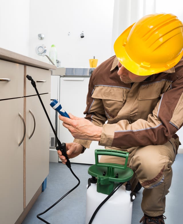 Pest Control Services in Sharjah: Experts in Cockroach, Mosquito, Bed Bug Treatment, and More