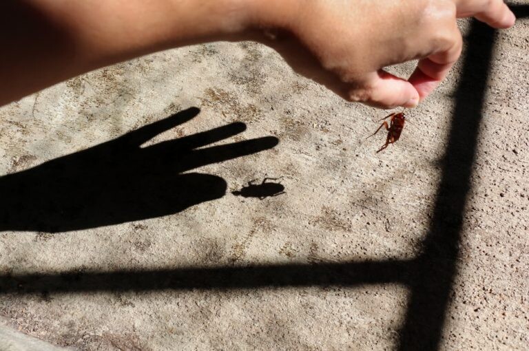 cockroach control