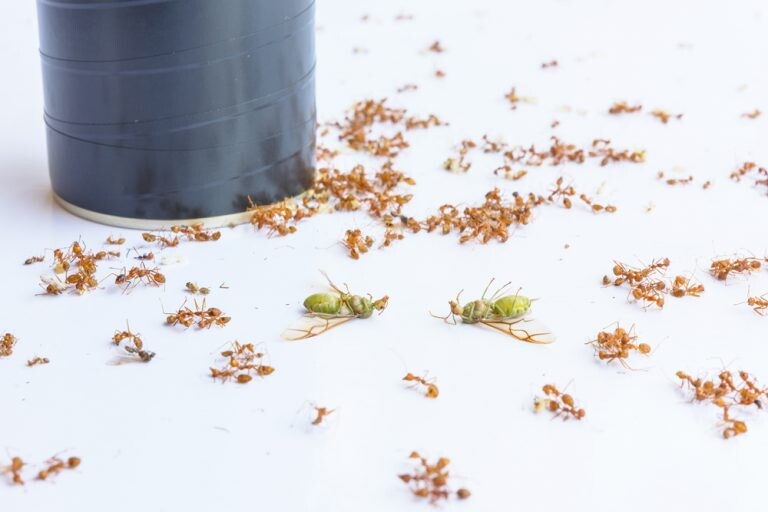 ants control
