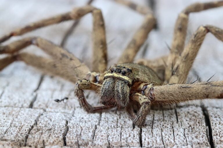 spider