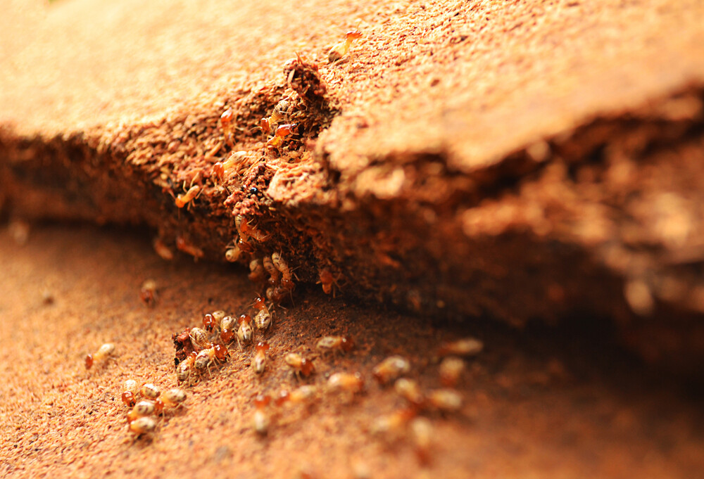 6 Easy Ways To Prevent Termites From Spreading In Your Home