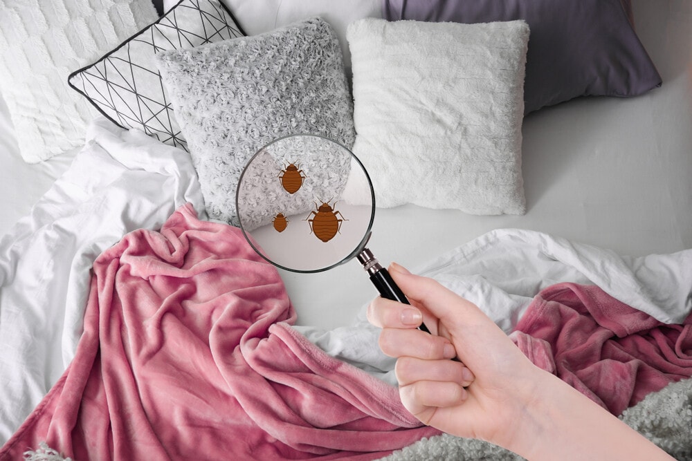 Bed Bug Symptoms & Treatment: Your Questions Answered