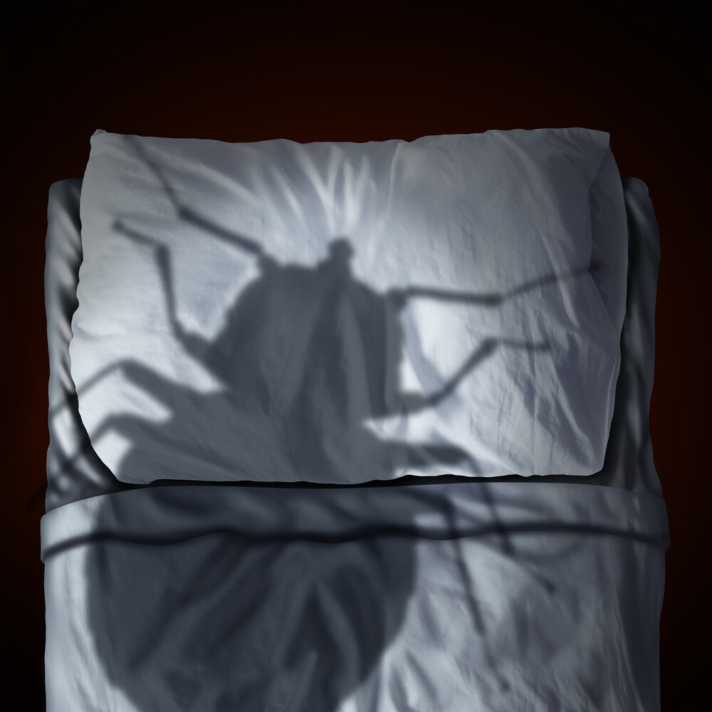 Bed Bugs And Why Do You Need To Get Rid Of Them