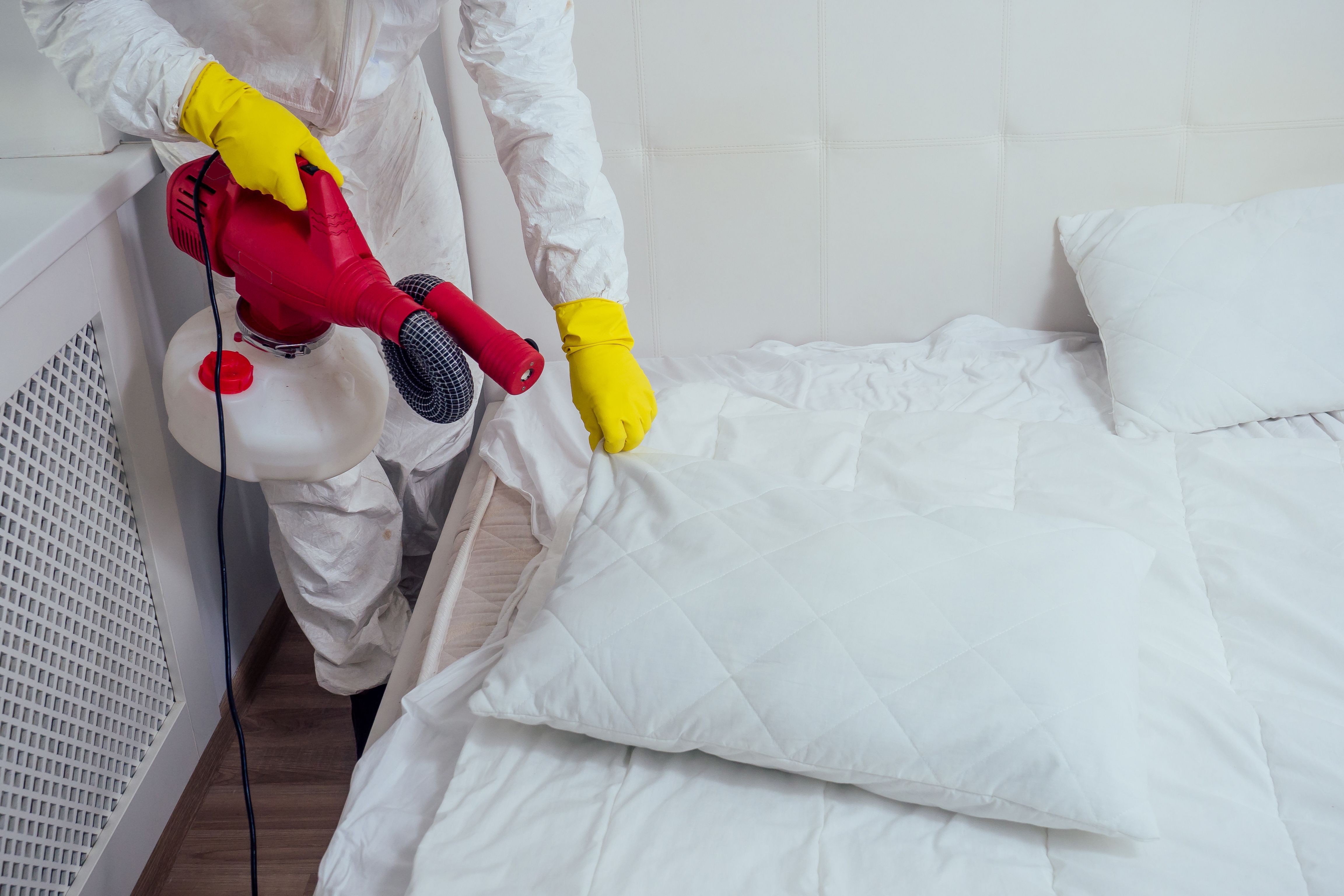 Bed Bugs Control - Bed bugs control