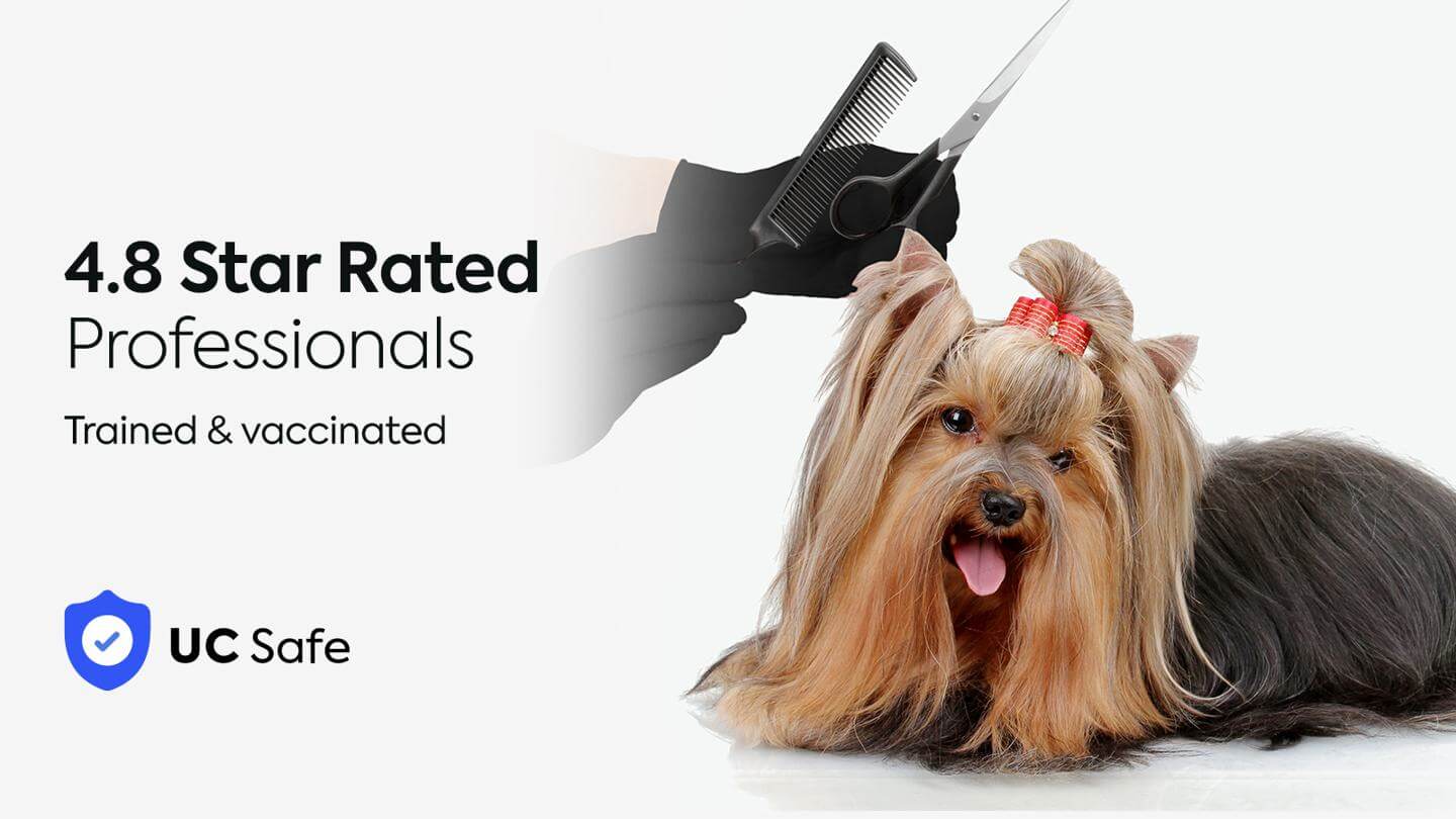 Pet Grooming 0