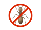 Top-class reliable termite_control services at your convenience near me. * Trained professionals * Best prices!