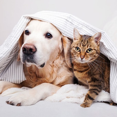 Pet Grooming in Dubai