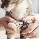 Cat Grooming