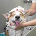 Basic Grooming