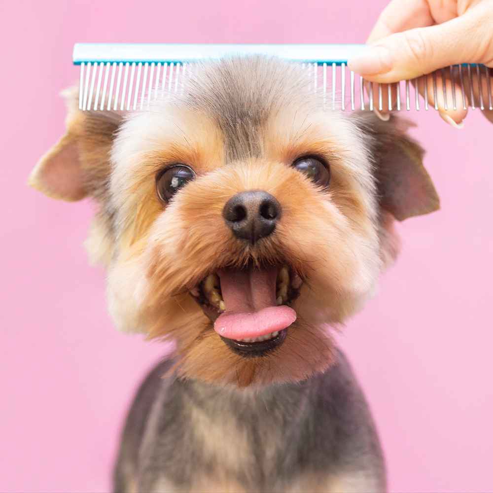 Basic Grooming - Small Dogs (10 Kg)