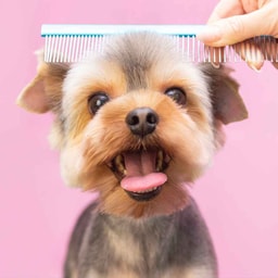 Basic Grooming - Small Dogs (10 Kg)