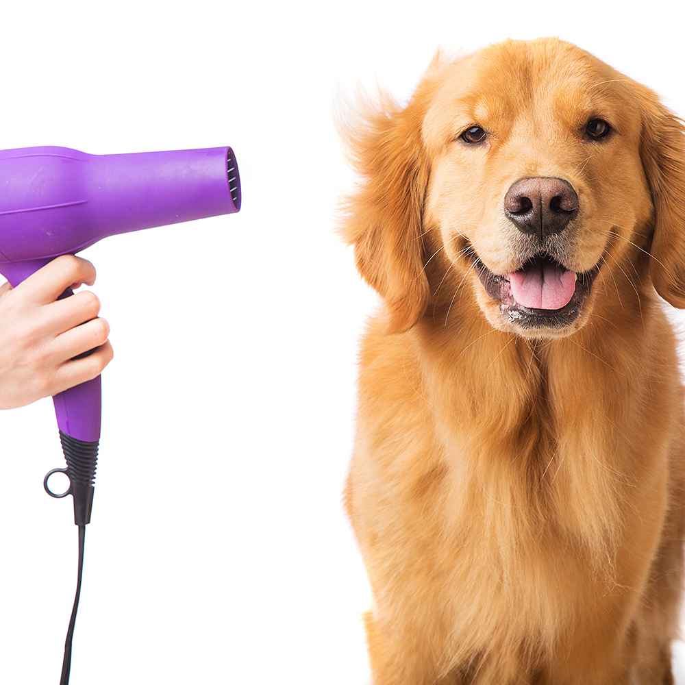  Haircut + Grooming  - Large Dogs (26Kg- 45Kg)