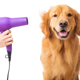 Haircut + Grooming - Large Dogs (26Kg- 45Kg)