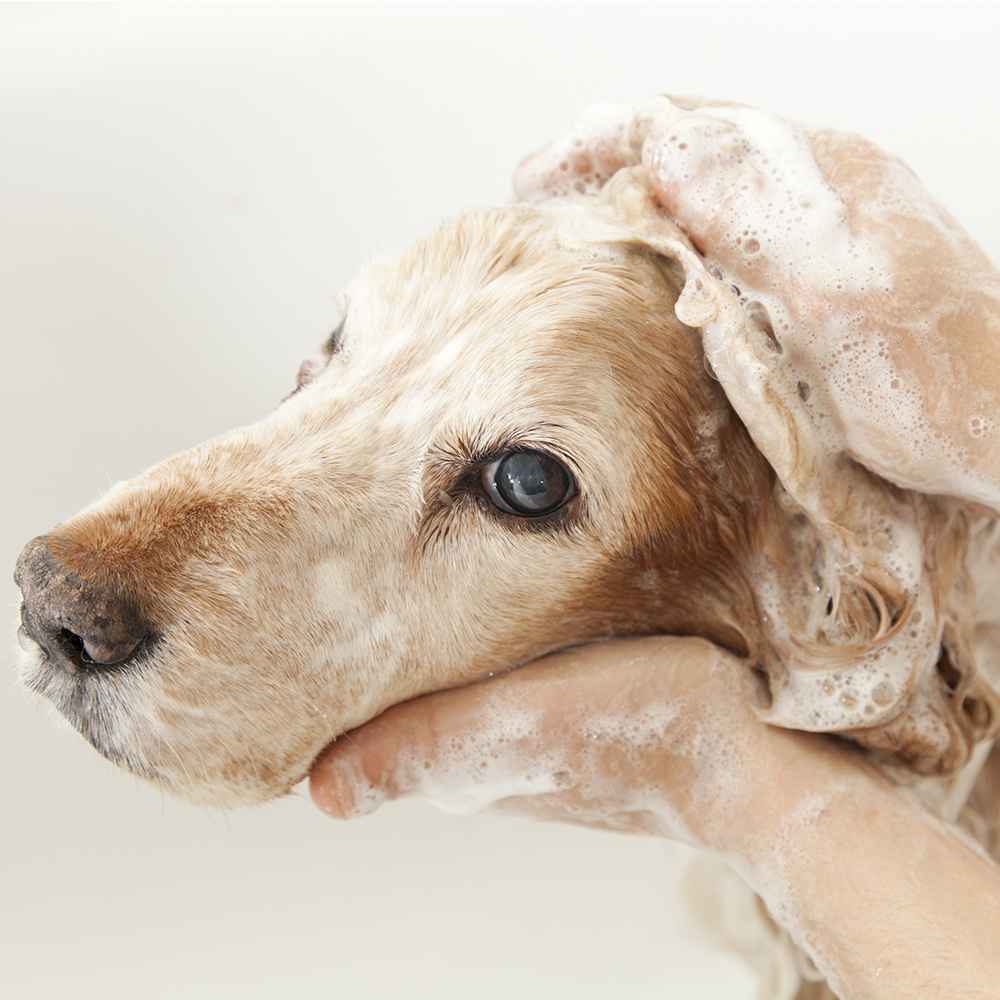 Basic Grooming - Large Dogs (26Kg- 45Kg)