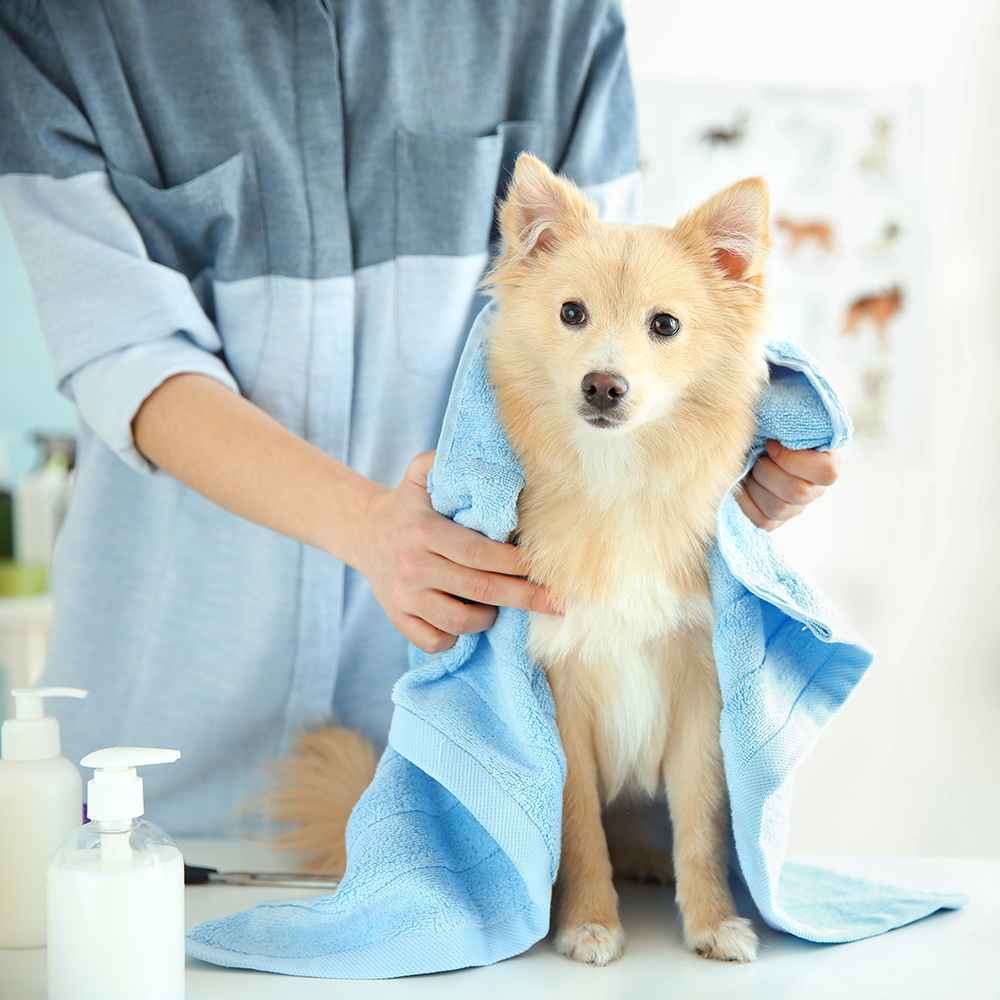  Haircut + Grooming  - Medium Dogs (11Kg-25Kg)
