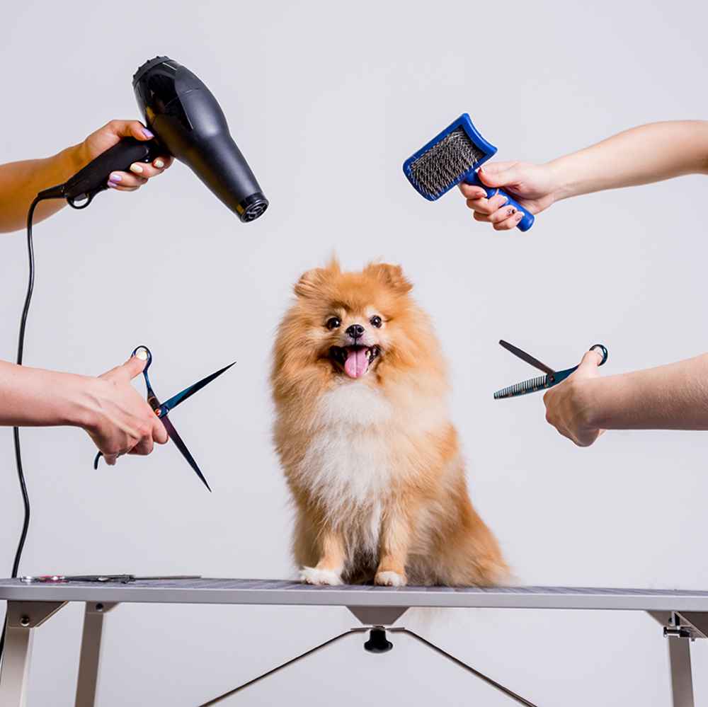  Haircut + Grooming  - Small Dogs (10 Kg)