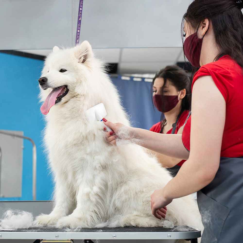 Basic Grooming - Extra Large Dogs (46Kg and above)