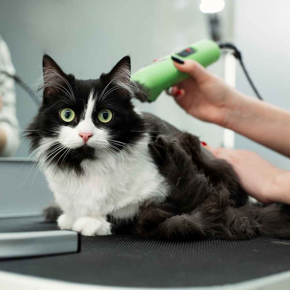 Cat Grooming  - Full Grooming 