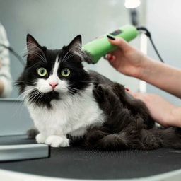 Cat Grooming - Full Grooming