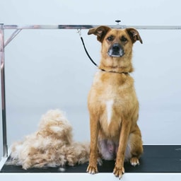 Haircut + Grooming - Extra Large Dogs (46Kg and above)