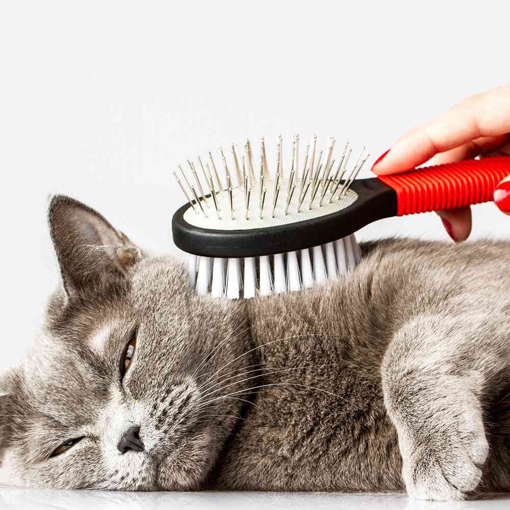 Cat Grooming  - Basic Grooming