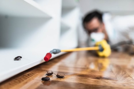 What To Do Before And After Pest Control Treatment