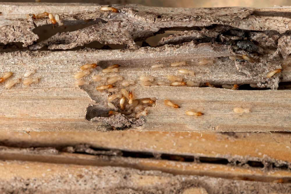 Professional help is necessary for getting rid of termites entirely.