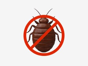 Top-class reliable bed_bugs_control services at your convenience near me. * Trained professionals * Best prices!
