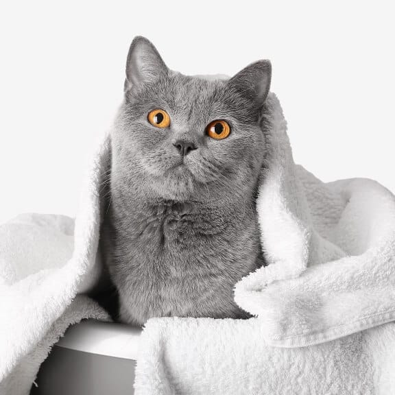 Basic Van Grooming - Cat: Basic Van Grooming