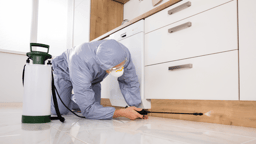 Termite Control - Bungalow