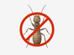 Top-class reliable termite_control services at your convenience near me. * Trained professionals * Best prices!