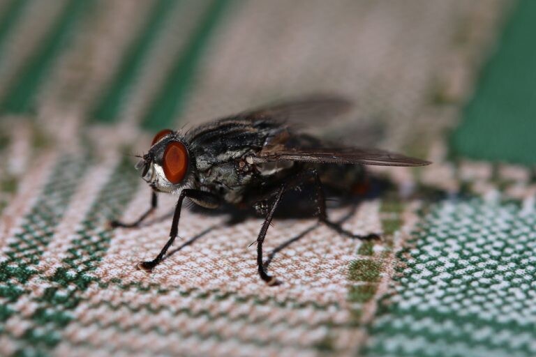 house flies