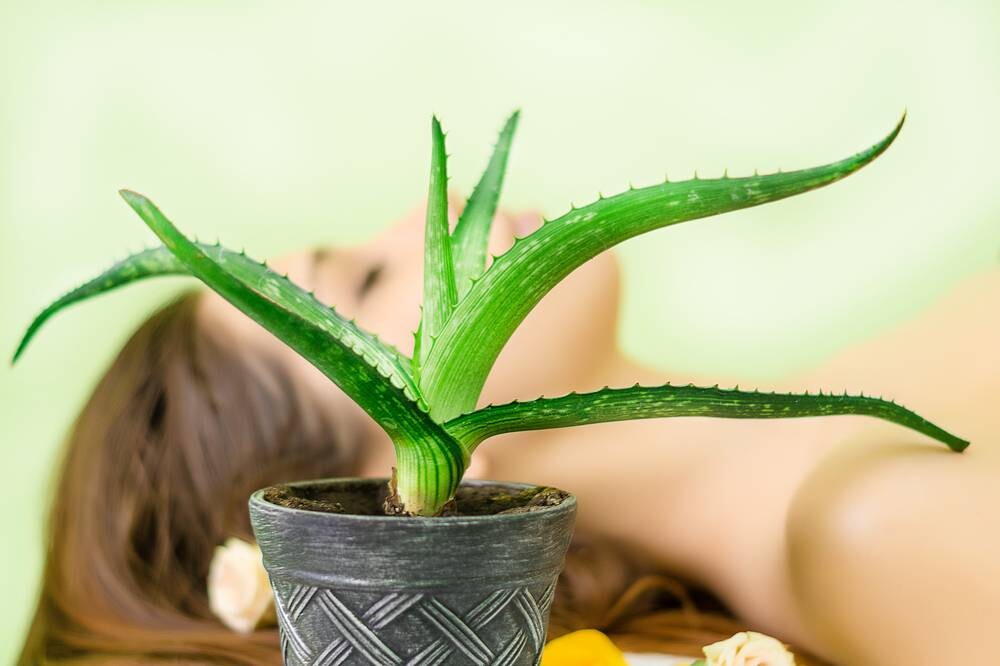 Aloe Vera Hair Masks For Growth, Dandruff And Texture