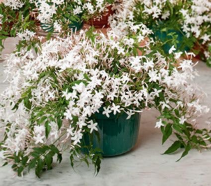 5 Low-Maintenance Indoor Plants You Can Add To Your Home (Plus Where To Place Them!)